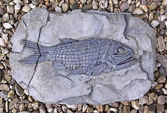 Fischfossil