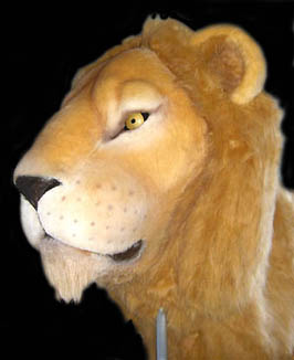 Löwe, lion