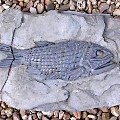 Fischfossil