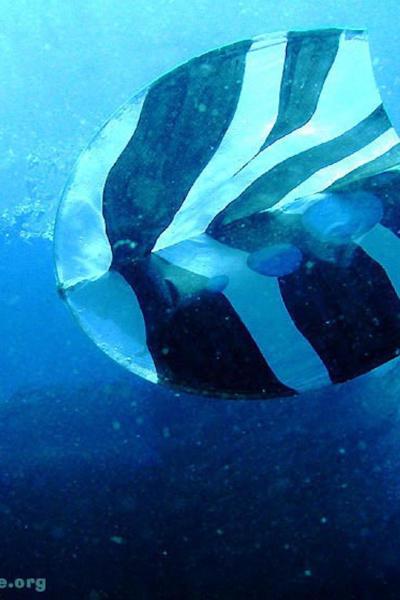 Scuba Doo Libandive1 011 1